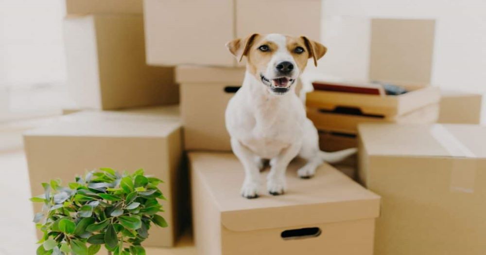 Changes under the Renters’ Rights Act mean landlords must now consider pet requests differently.